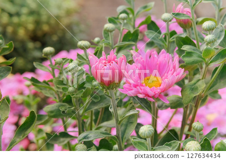 Cottage garden. Floral decoration. Chrysanthemums bush with fleshy leaves and purple flowers. Cottage garden. Floral decoration. Chrysanthemums bush with fleshy leaves and purple flowers. 127634434