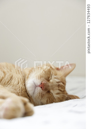 貓親子日常風景 127634493