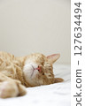 Daily scenery of cat parent and child 127634494