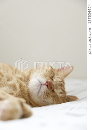 Daily scenery of cat parent and child 127634494