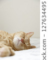 Daily scenery of cat parent and child 127634495
