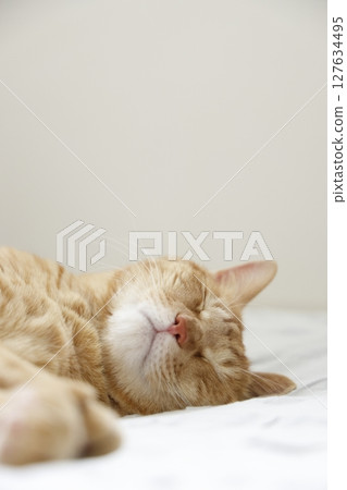 Daily scenery of cat parent and child Daily scenery of cat parent and child 127634495