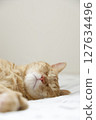Daily scenery of cat parent and child 127634496