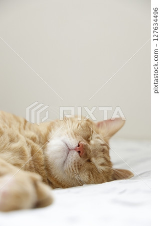 Daily scenery of cat parent and child 127634496