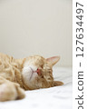 Daily scenery of cat parent and child 127634497