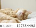 Daily scenery of cat parent and child 127634498