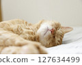 Daily scenery of cat parent and child 127634499