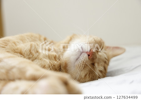 貓親子日常風景 127634499