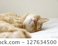 Daily scenery of cat parent and child 127634500