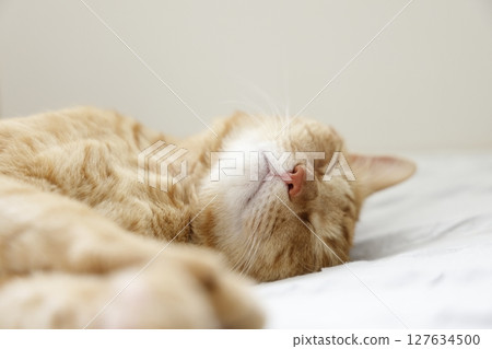 Daily scenery of cat parent and child Daily scenery of cat parent and child 127634500