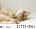 Daily scenery of cat parent and child 127634501