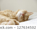 Daily scenery of cat parent and child 127634502