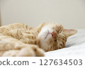 Daily scenery of cat parent and child 127634503