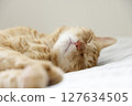Daily scenery of cat parent and child 127634505