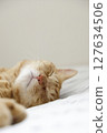 Daily scenery of cat parent and child 127634506