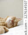 Daily scenery of cat parent and child 127634507