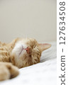 Daily scenery of cat parent and child 127634508