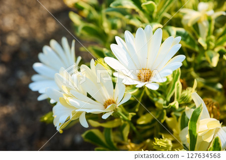 Osteoporum 127634568