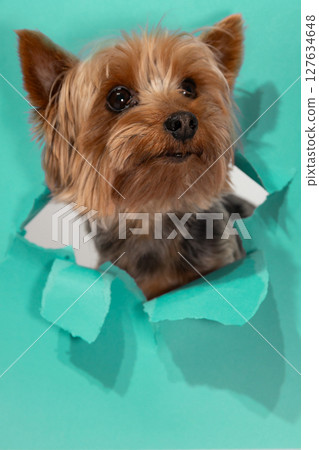 Yorkshire Terrier Pokes Through Torn Paper With an Inquisitive Expression in a Colorful Setting 127634648