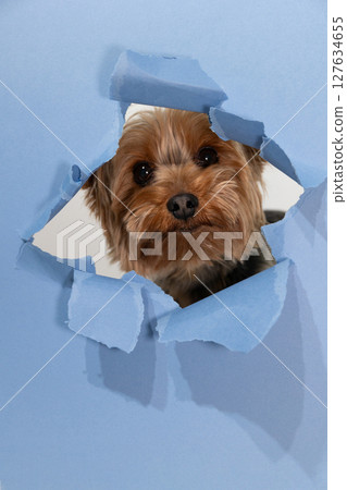 Yorkshire Terrier Peeking Through Torn Blue Paper in a Playful Indoor Setting 127634655