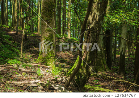 Forest scenery along Lake Yogo, Yogo Town, Nagahama City, Shiga Prefecture Forest scenery along Lake Yogo, Yogo Town, Nagahama City, Shiga Prefecture 127634767