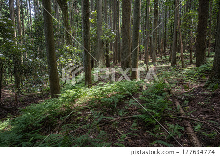 滋賀郡長濱市餘鄉町餘鄉湖畔的針葉林 滋賀郡長濱市餘鄉町餘鄉湖畔的針葉林 127634774