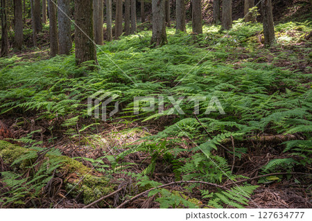 餘五湖畔的針葉林。蕨類植物生長在森林地表上。滋賀縣長濱市餘五町。 127634777