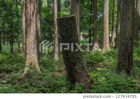 滋賀郡長濱市餘鄉町餘鄉湖畔的針葉林 127634785