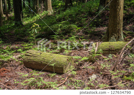 Coniferous forest on the shores of Lake Yogo, Yogo Town, Nagahama City, Shiga Prefecture 127634790