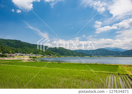 滋賀郡長濱市與吾町與吾湖沿岸的稻田 127634871