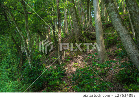 Forest scenery along Lake Yogo, Yogo Town, Nagahama City, Shiga Prefecture 127634892