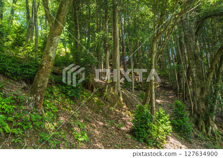 滋賀郡長濱市與吾町與吾湖沿岸的森林風景 127634900