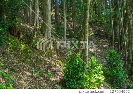 Forest scenery along Lake Yogo, Yogo Town, Nagahama City, Shiga Prefecture 127634902