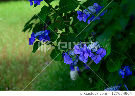 梯田上盛開的藍色繡球花 127634904