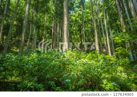 滋賀郡長濱市與吾町與吾湖沿岸的森林風景 127634905
