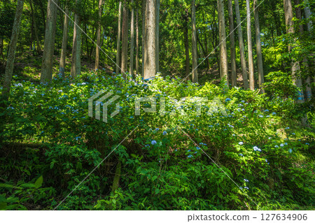 滋賀郡長濱市與吾町與吾湖沿岸的森林風景 127634906