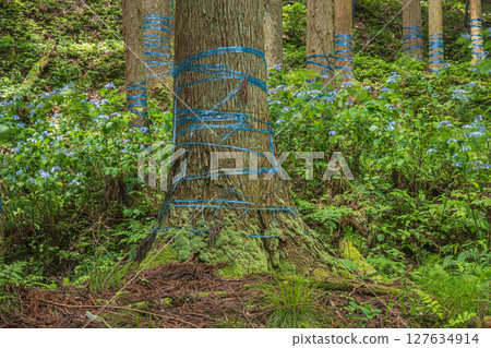 Coniferous forest on the shores of Lake Yogo, Yogo Town, Nagahama City, Shiga Prefecture Coniferous forest on the shores of Lake Yogo, Yogo Town, Nagahama City, Shiga Prefecture 127634914