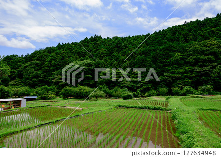 Scenery with rice terraces 127634948
