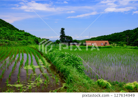 Scenery with rice terraces 127634949