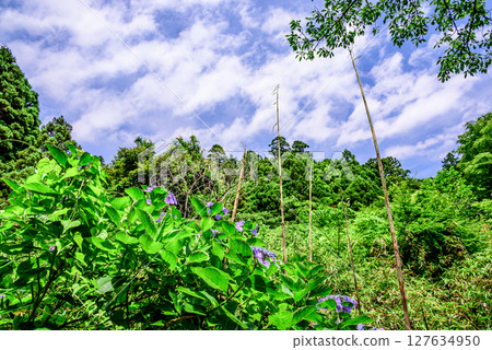 Blue sky and fresh green trees 127634950