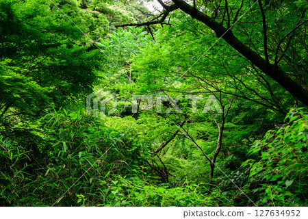 Deep in the forest Deep in the forest 127634952