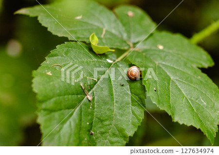 Snail on Green Leaf 127634974