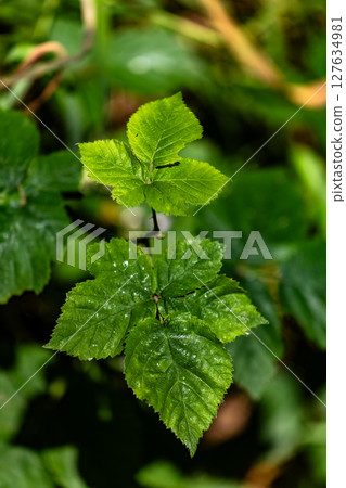 A leafy green plant with a small leaf on top A leafy green plant with a small leaf on top 127634981