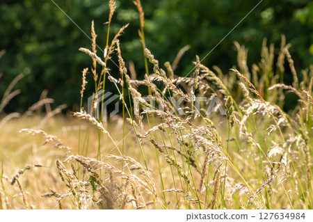A field of tall, dry grass with a bright sun shining on it A field of tall, dry grass with a bright sun shining on it 127634984