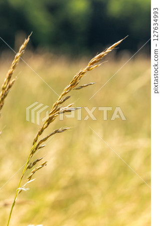 Closeup of Golden Wheat Field Closeup of Golden Wheat Field 127634993