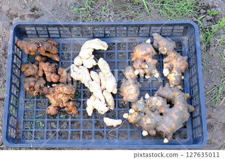 Species ginger 127635011
