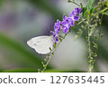 白菜蝶從花中吸食花蜜 127635445