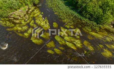 Green plants by the river. Green plants by the river. 127635555