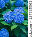Blue hydrangea 127635563