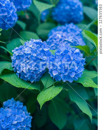 藍色繡球花 127635563